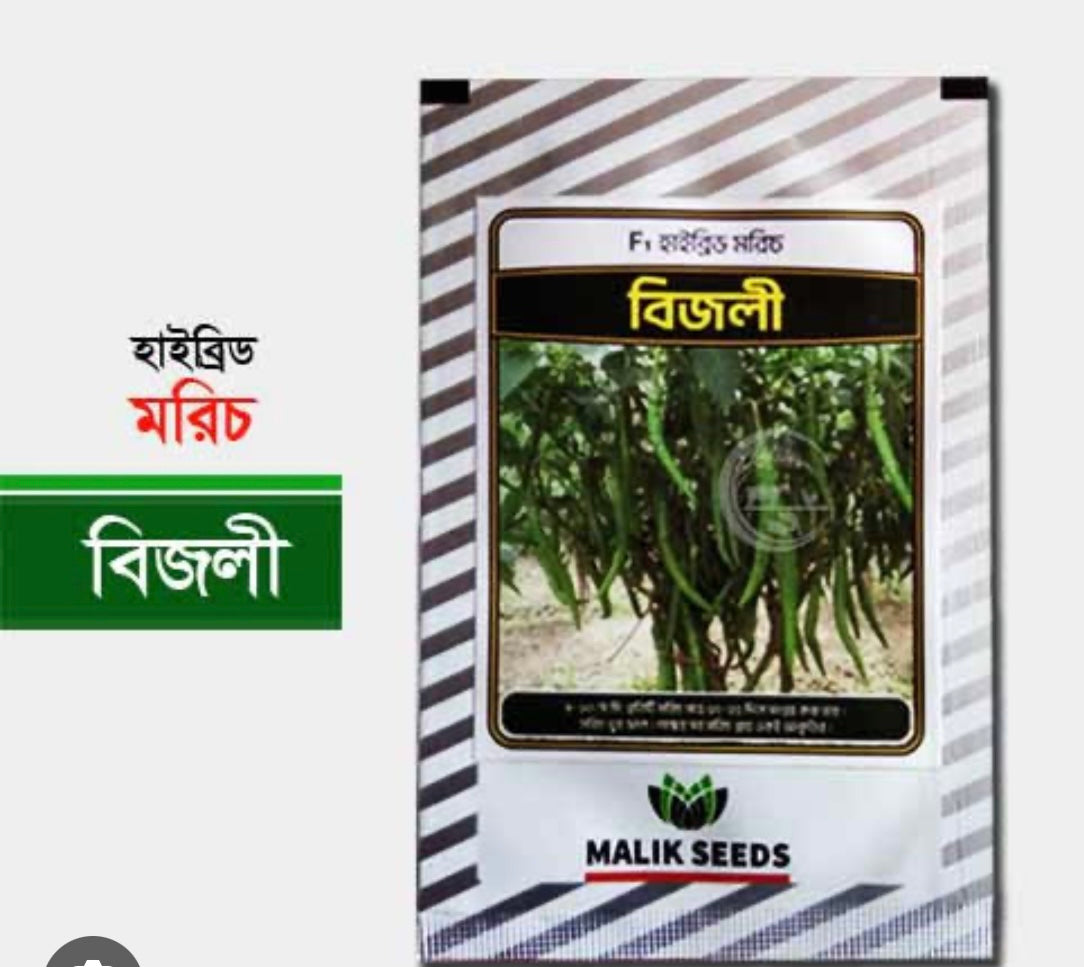 বিজলী হাইব্রিড মরিচ