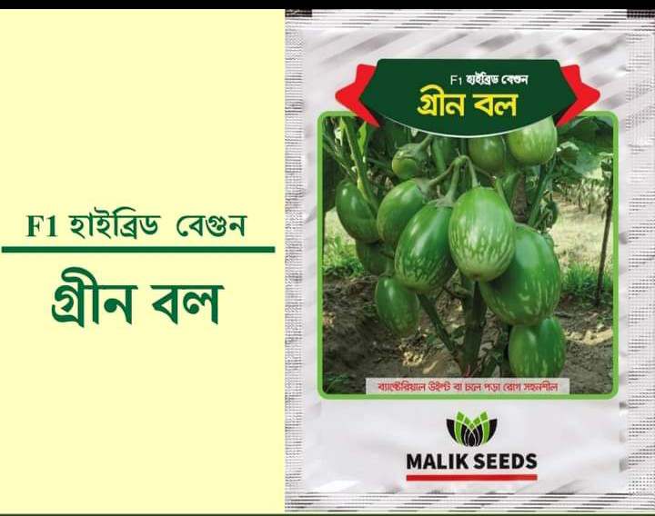 হাইব্রিড বেগুন- গ্রীন বল