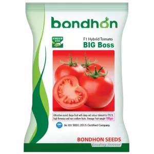 হাইব্রিড টমেটো - বিগ বস- হালাল এগ্রো ফার্ম -Tomato-BIGBoss- Halal Agro Farm